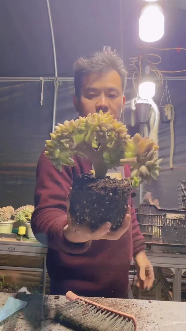 347淡雪缀化一物一拍