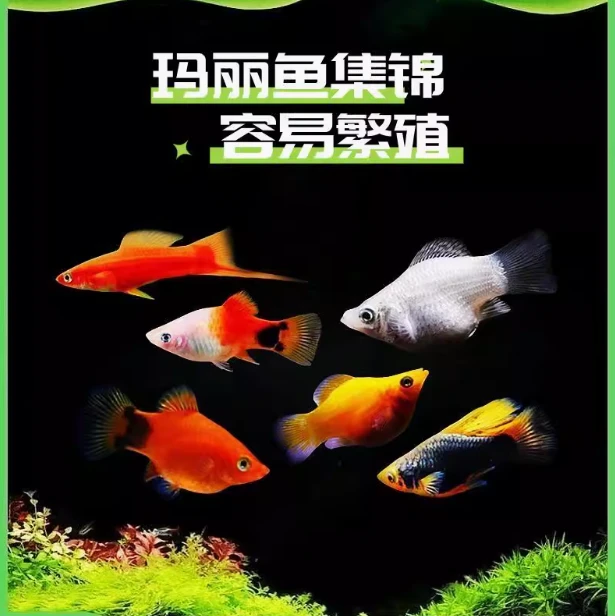 胎生鱼生鱼苗米奇鱼小鱼活鱼观赏鱼热带鱼小型淡水好养耐活玛丽鱼
