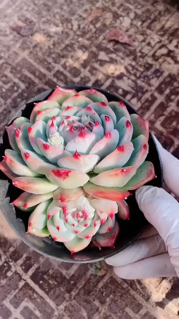 【闪购商品】13281