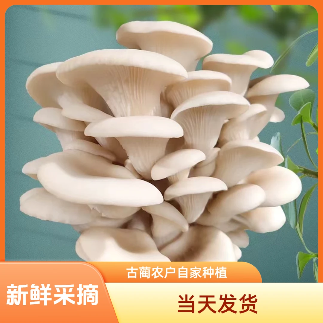 新鲜蘑菇古蔺农户自种鲜菇真空发货火锅烫菜下饭好吃包邮