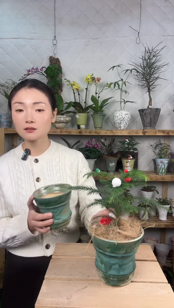 无花朵988南洋杉加盆一套