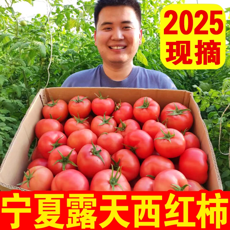 【顺丰礼盒】宁夏露天沙漠西红柿新鲜水果番茄口感型不带果蒂