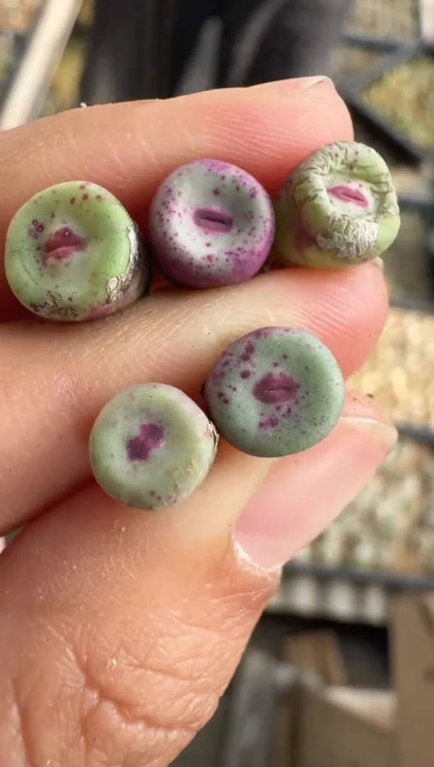 【天津专场】39多肉植物肉锥by一颗