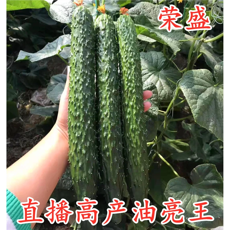 黄瓜种子嫁接黄瓜苗耐热强雌油亮黄瓜种籽高产短把密刺水黄瓜荣盛