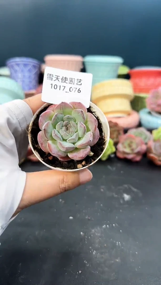 1017- 076 青山 （冠幅 5 cm）