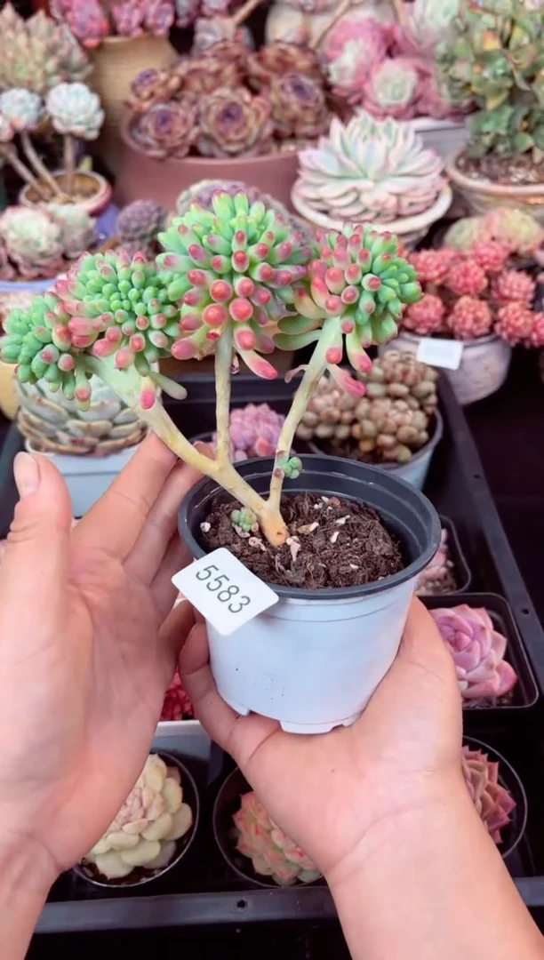 【闪购商品】5583乙女心缀化多肉