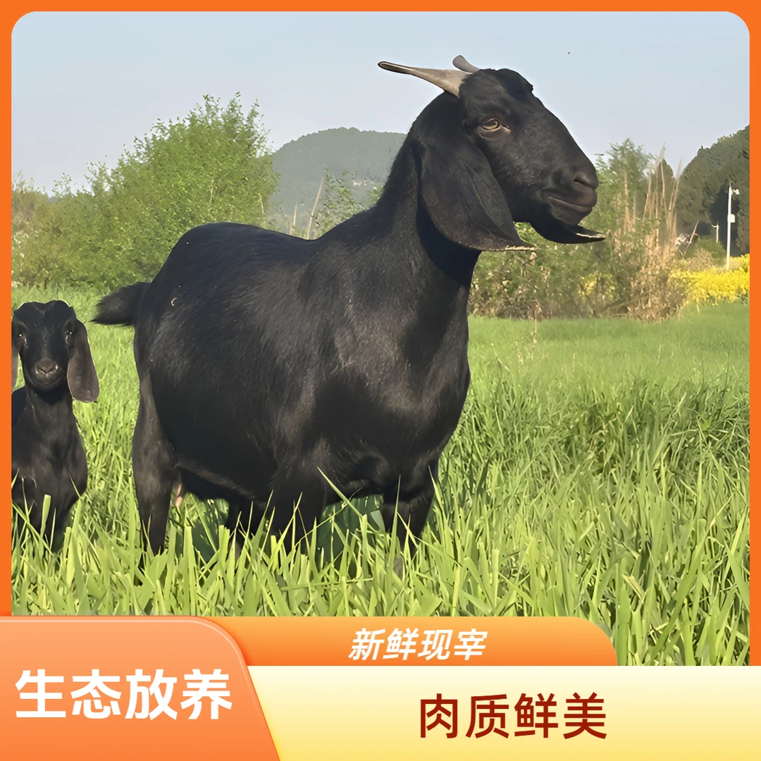 羊排【直播间称重改价】农村散养散放黑山羊