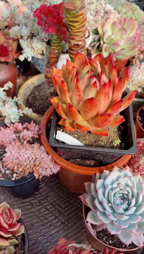 【闪购商品】06415