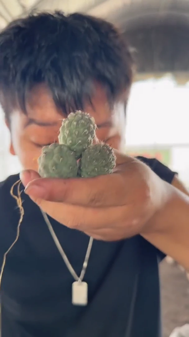 3颗 单头 习志野【无根】