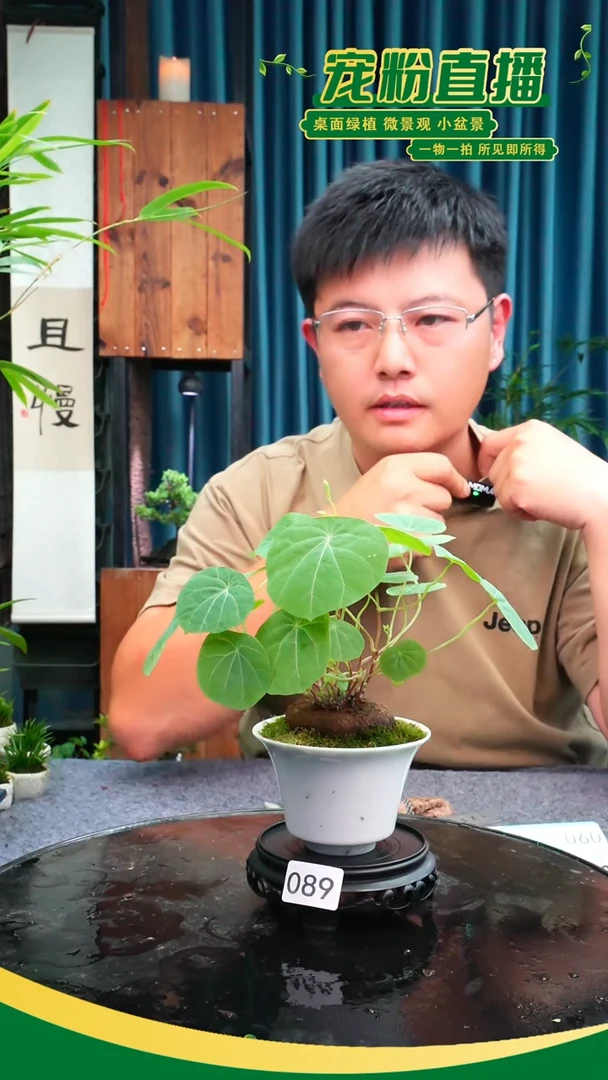 无花朵泥*哥苔藓微景观089号
