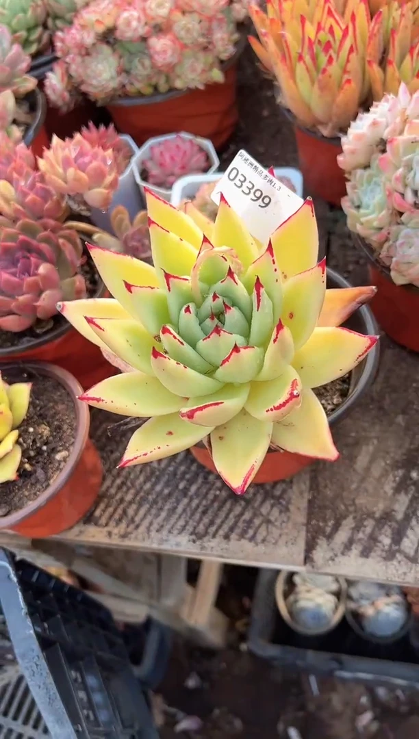 踏**梅多肉植物一物一拍03399