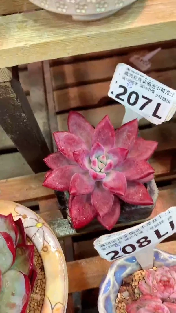 207L（一物一拍，精品多肉，所见即所得 ）