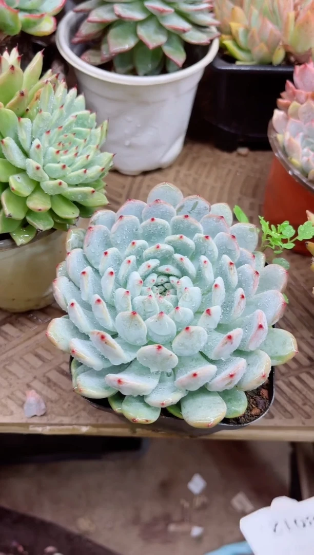 羽*拍28012多肉植物一物一拍