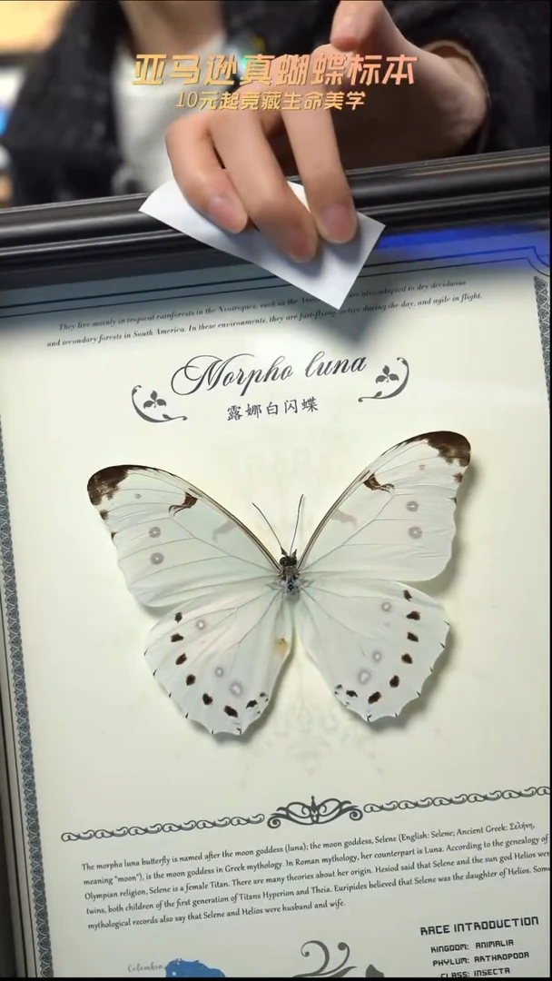 蝴蝶标本摆件竞拍d287