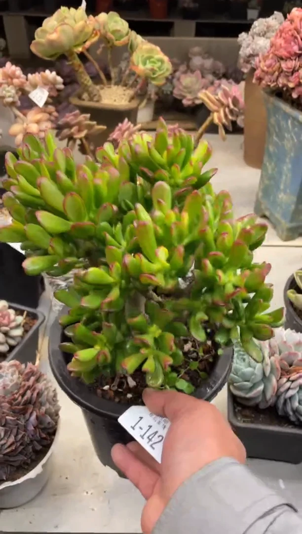 【闪购商品】1-142招财猫