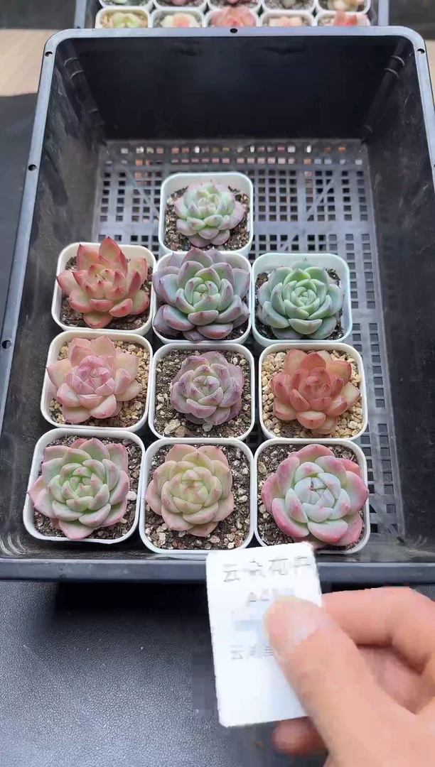 珍妮杂交多肉A410