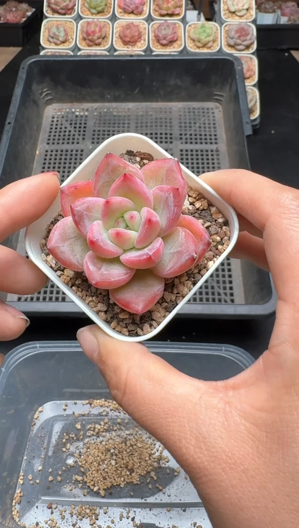 【闪购商品】917A物拍多肉带盆土6.5杯拍3颗包柚