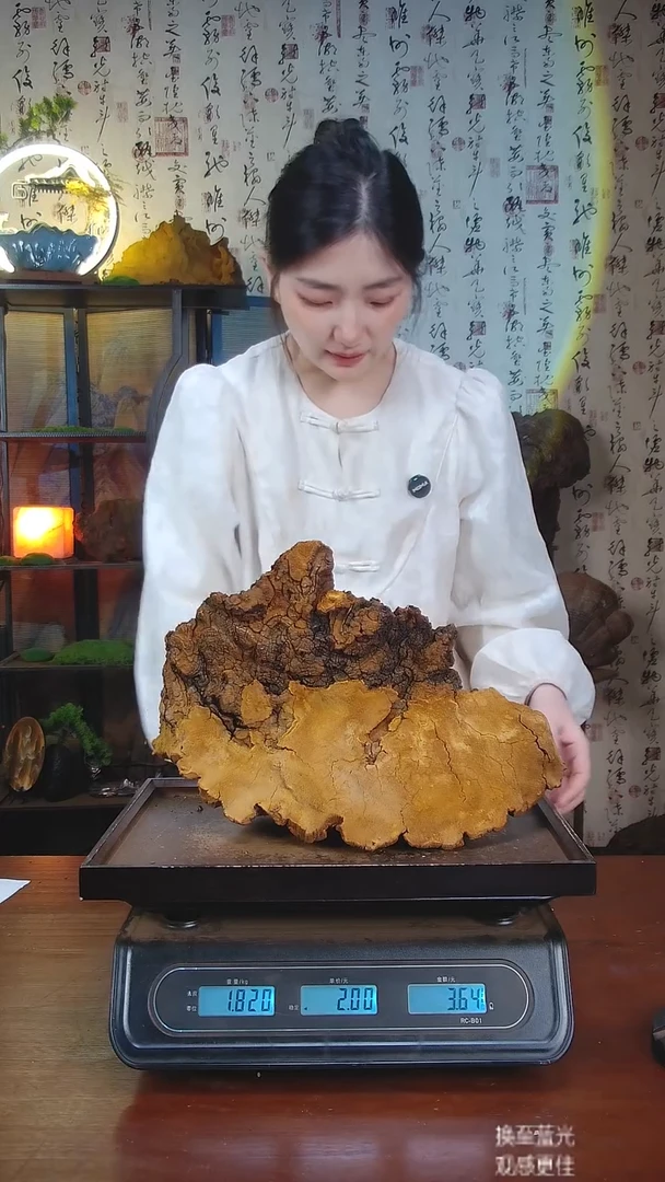 松针层孔菌中国大陆【藏区 野生】松树桑黄（3.64斤）40-50年份