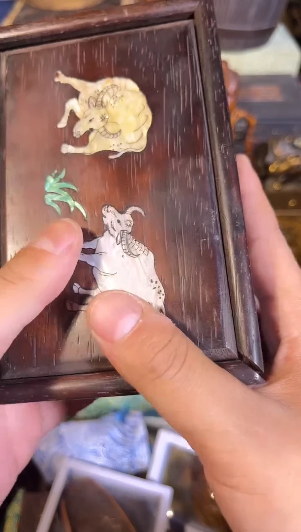 黄杨木1111111111111111111