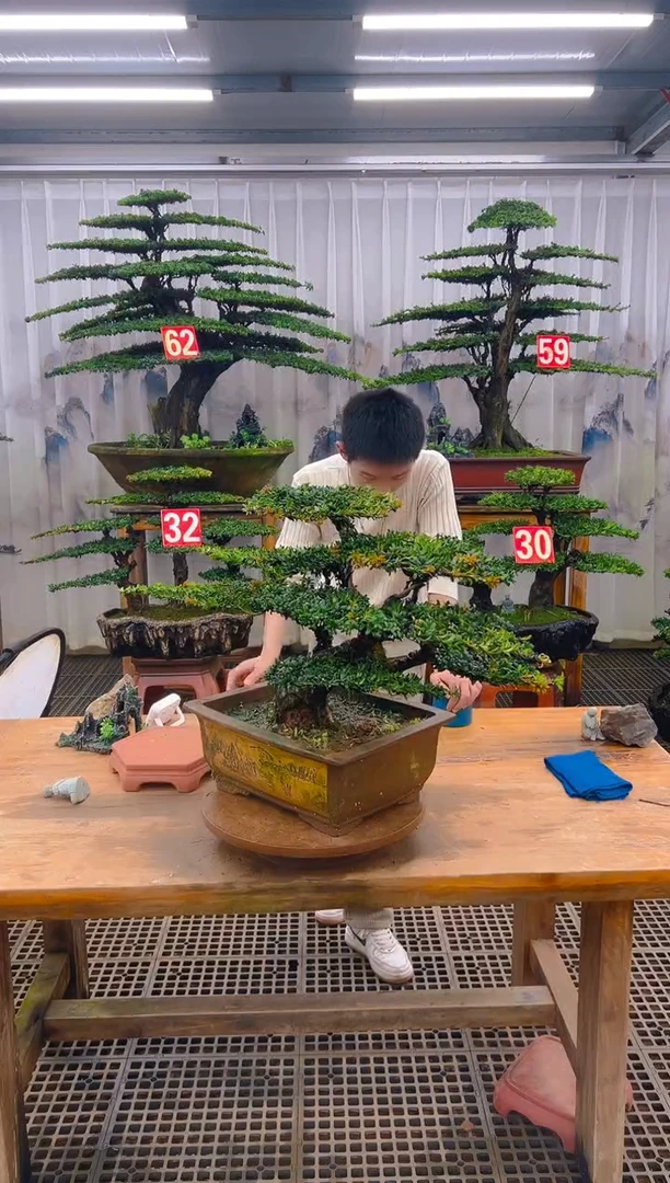 无花朵精品盆景直播间一物一拍