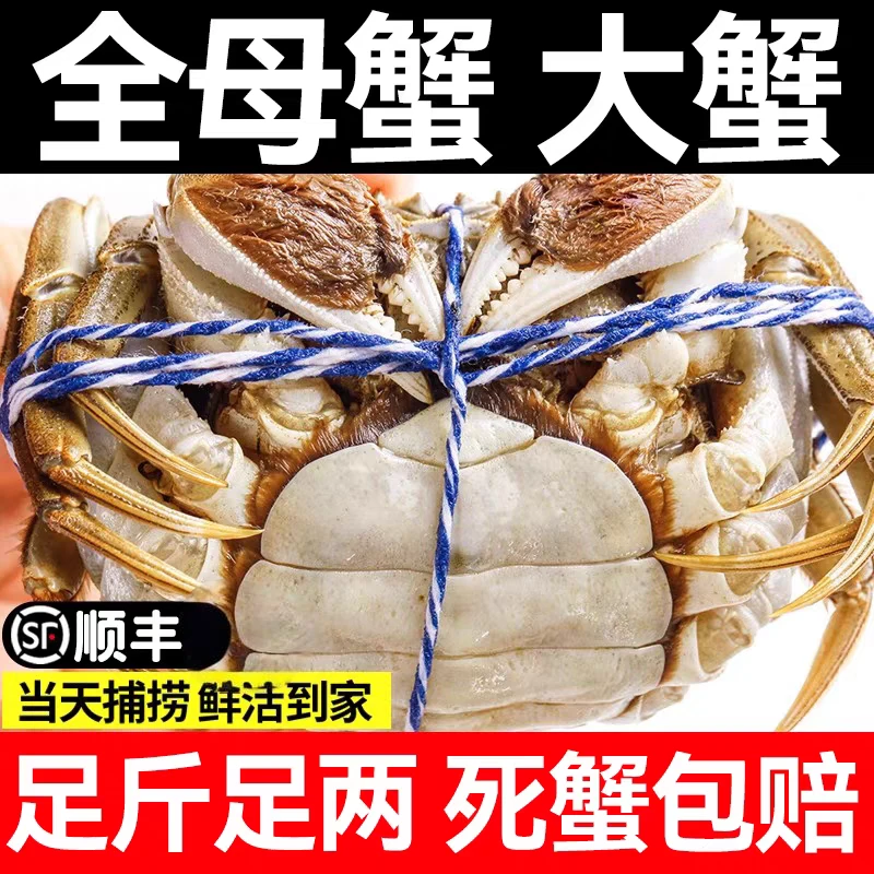 【纯母活蟹】（2.4-2.6两/只）*6/8/10送2只母蟹河蟹活螃蟹顺丰冷链海鲜