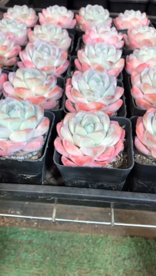 【闪购商品】樱花粉冰玉单头2颗