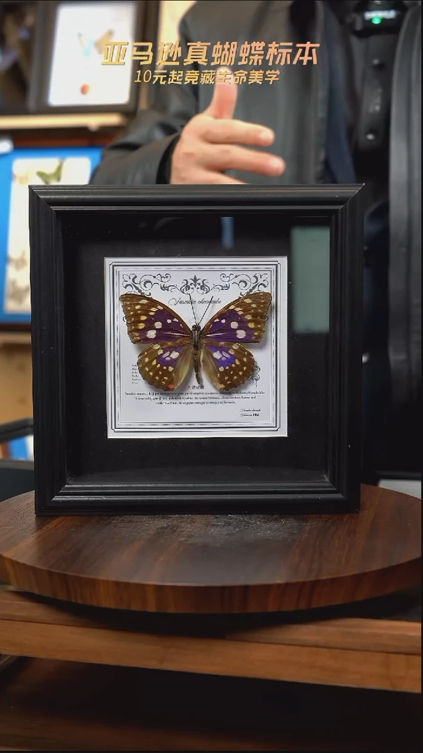 大紫蛱蝶盲盒版7寸欧式方框
