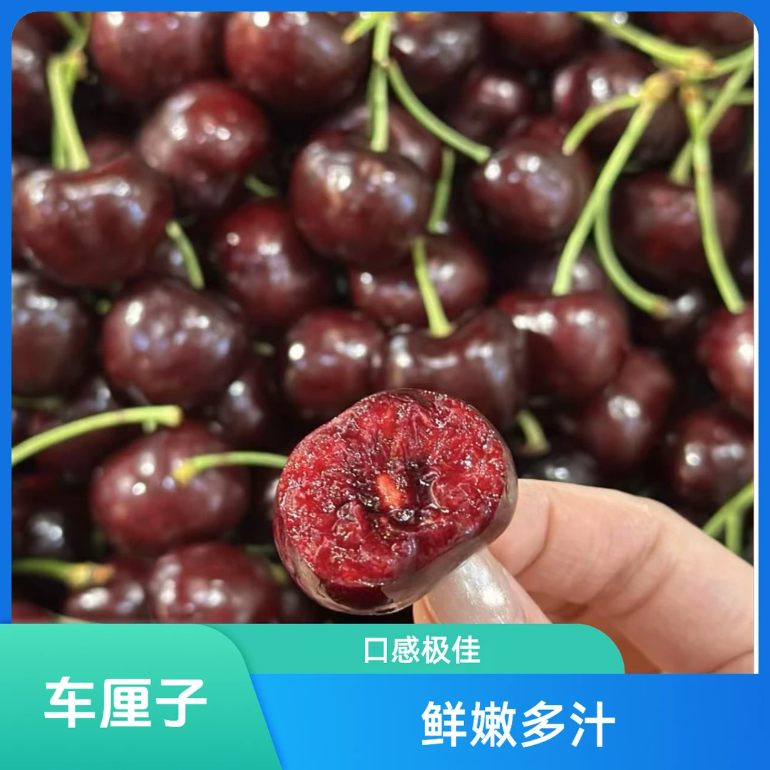 神龟单J Regina（原装5斤装）