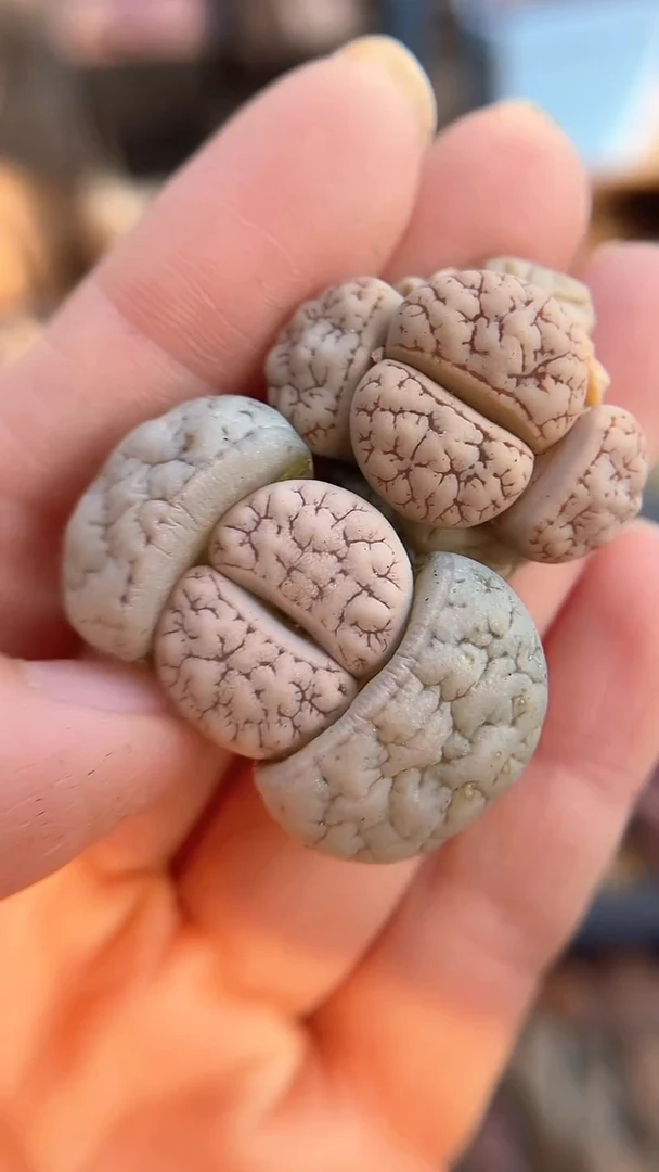 【闪购商品】1896直播一物一拍