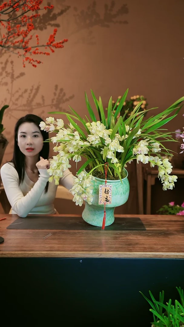 【闪购商品】盆景白玉香兰 绿