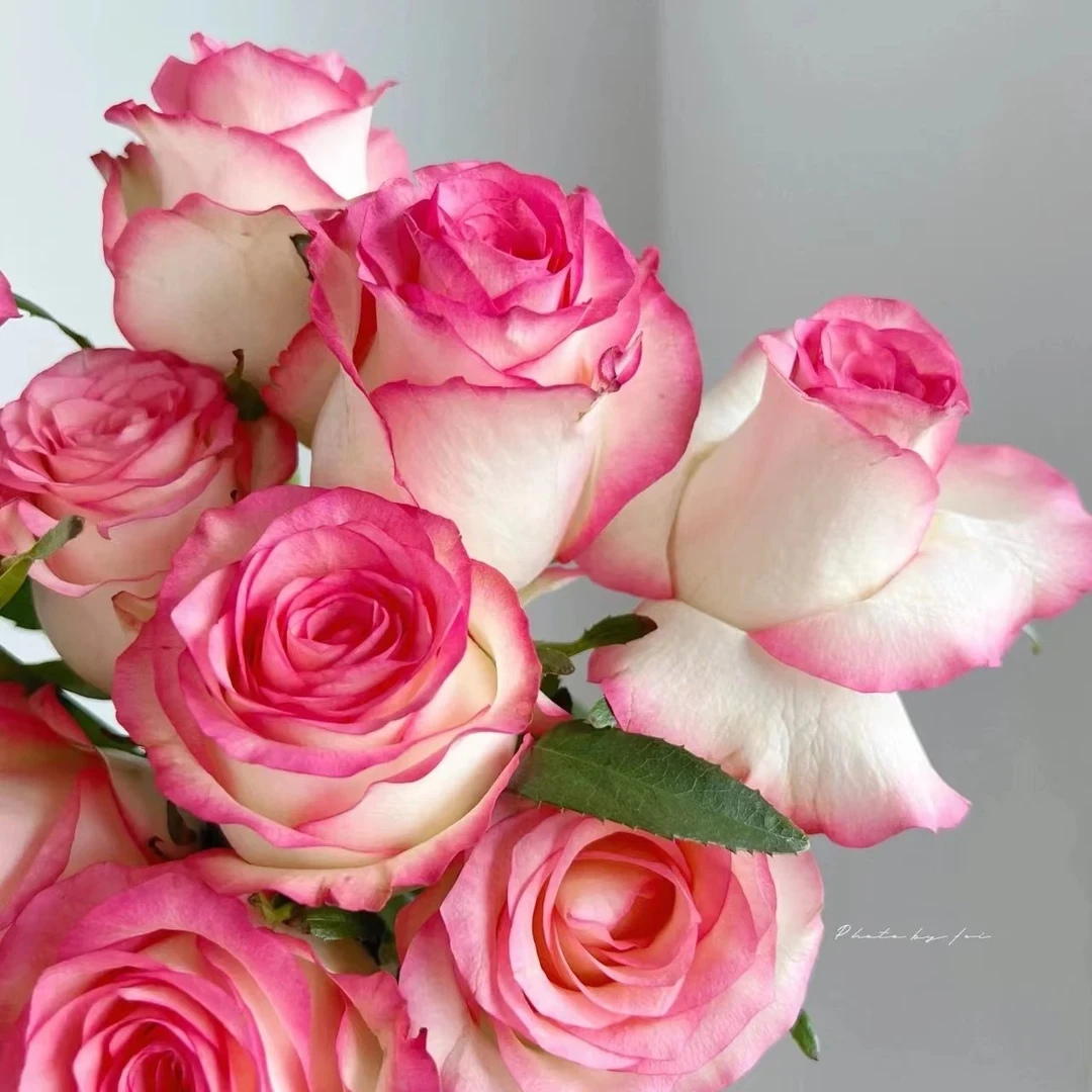 艾莎朱米莉亚 切花月季花苗开花粉玫瑰花室内阳台四季盆栽花卉