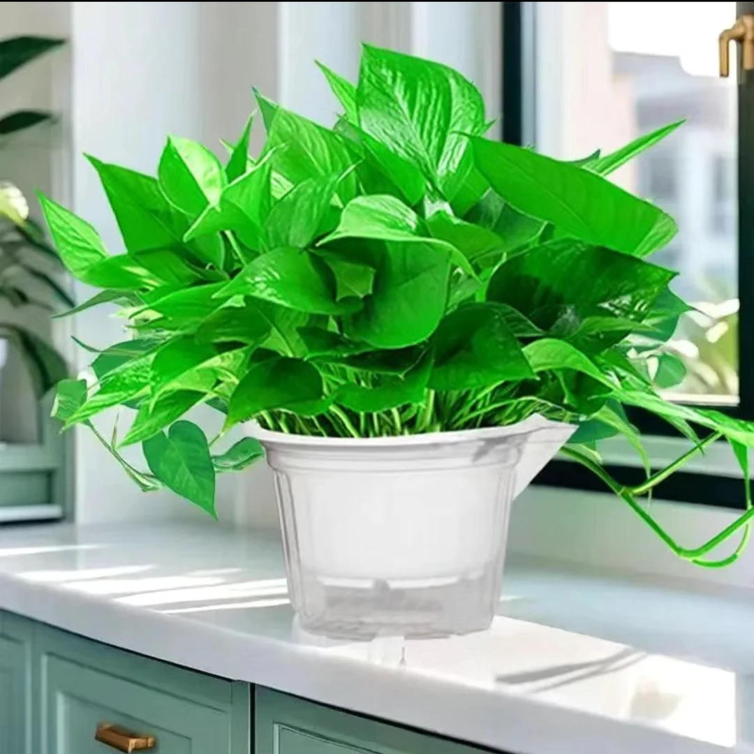 【新疆包邮】大叶绿萝花