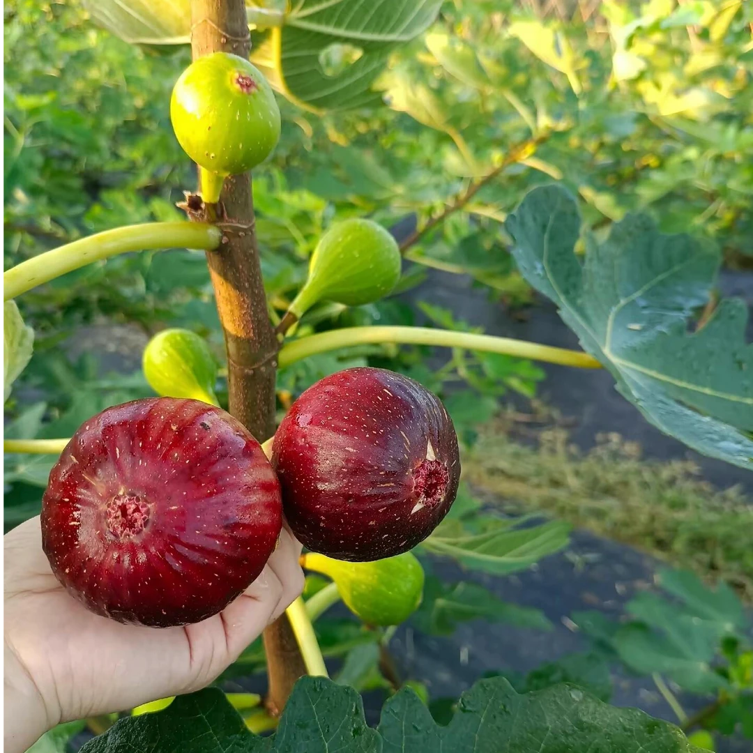 （地苗）无花果树苗盆栽盆地栽原盆原土