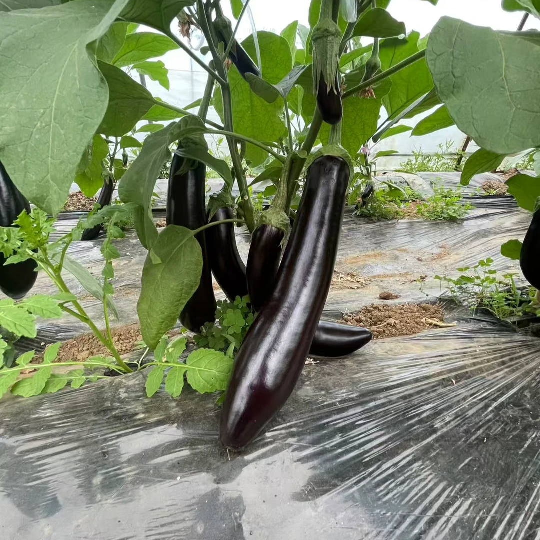 【优质蔬菜】老品种青把长茄现摘现发茄子长茄烧烤茄茄盒红烧茄子