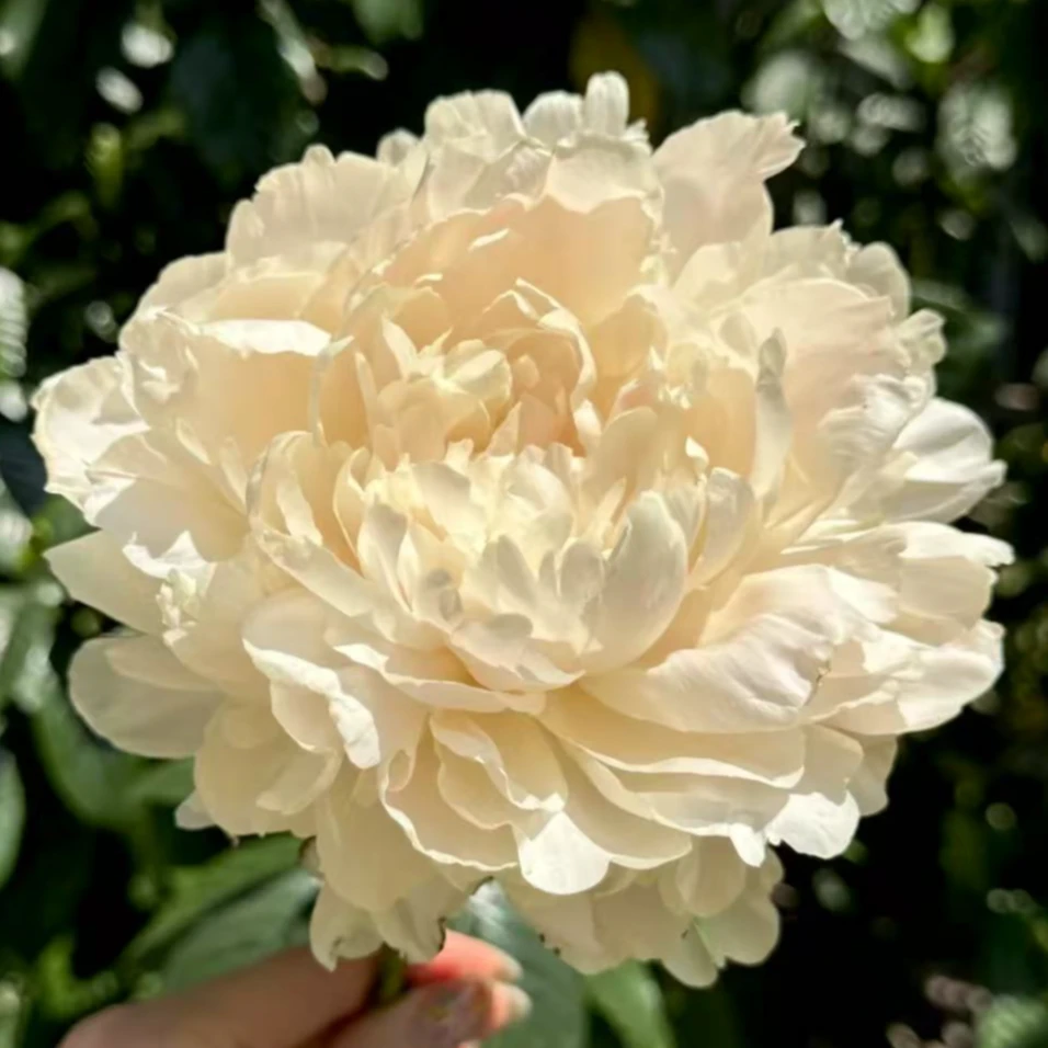 【进口芍药种苗-夏日光辉】黄色晚期 庭园种植 秋季裸根发苗 包对版