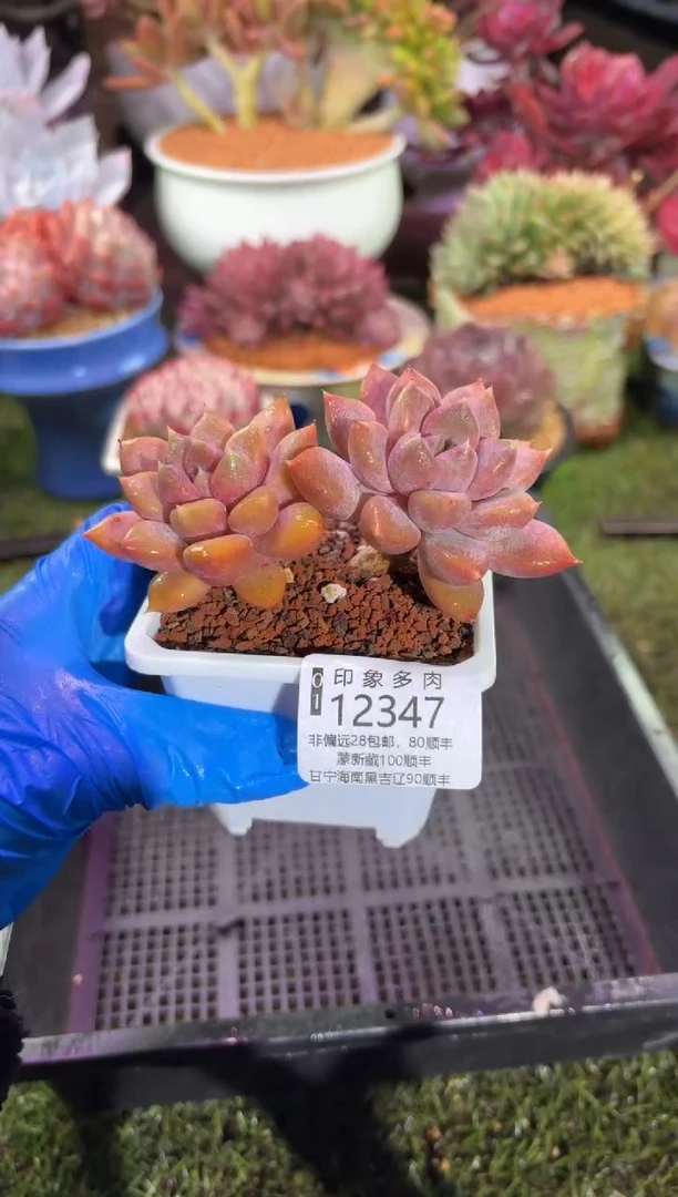 【闪购商品】12347