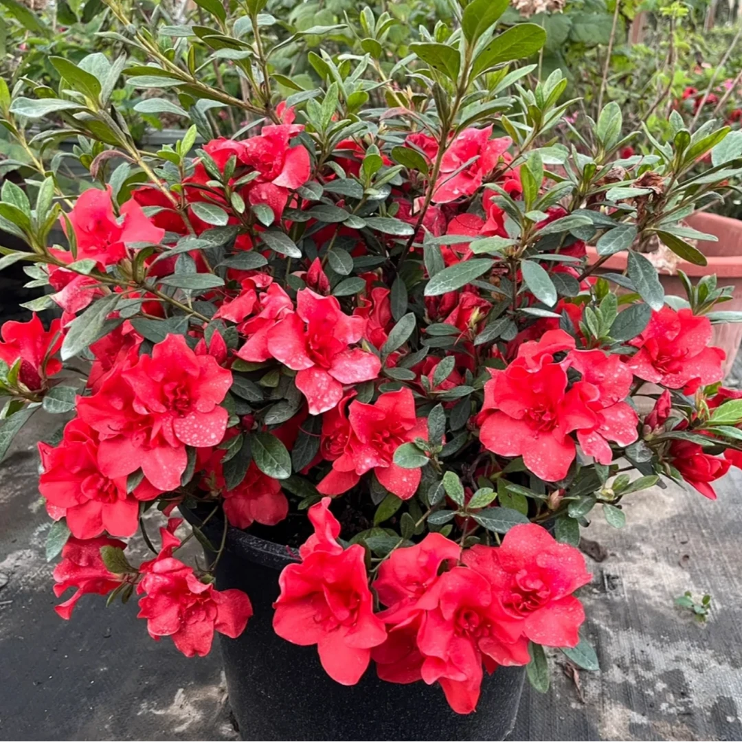 【余烬】四季品种杜鹃高35cm左右冠幅40m左右