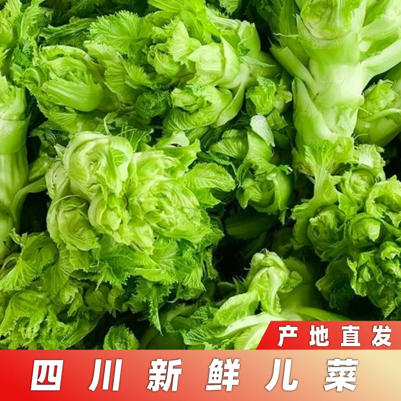 【顺丰包邮】四川当季儿菜时令蔬菜抱儿菜娃娃菜泡菜原料现摘现发