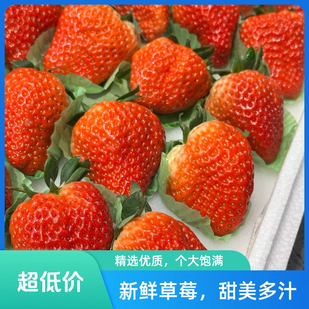 泡泡妈专属长丰红颜草莓4头大果1500g