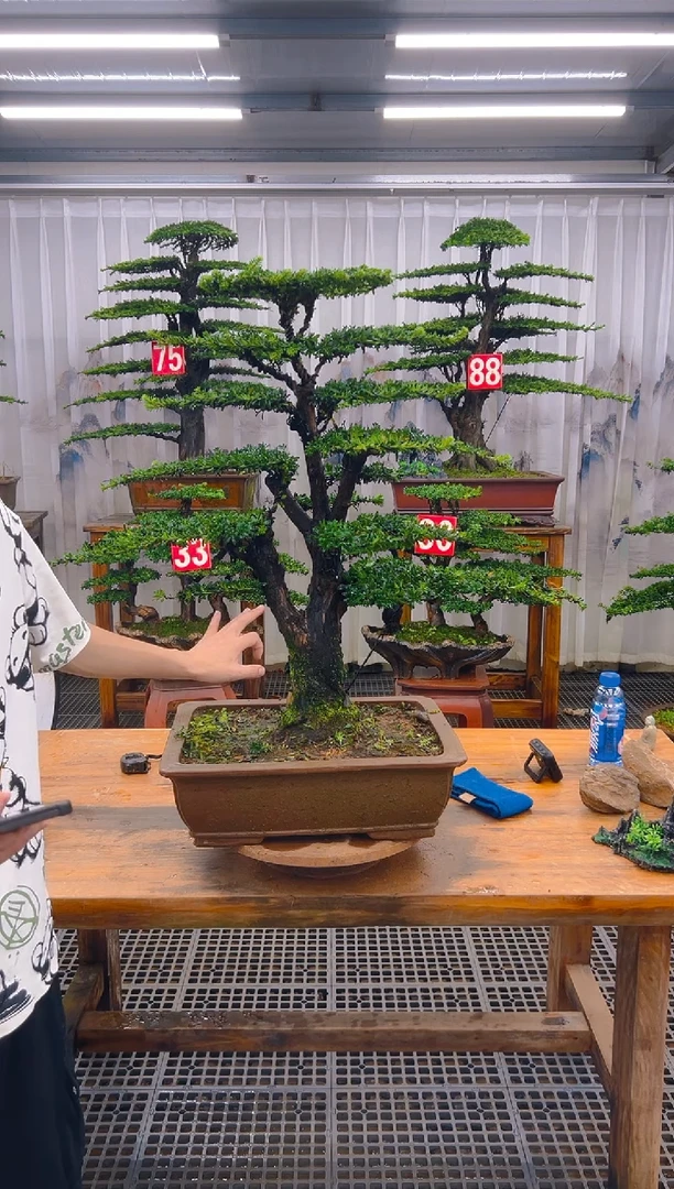 无花朵孤**影精品盆景直播间一物一拍