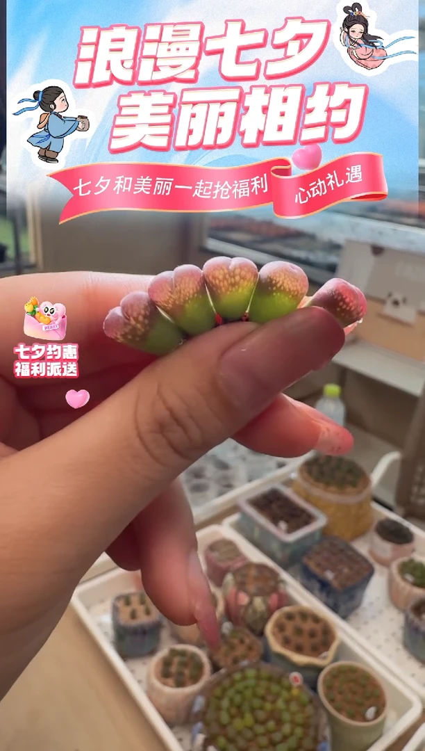 29-62多肉植物肉锥c10到手2颗