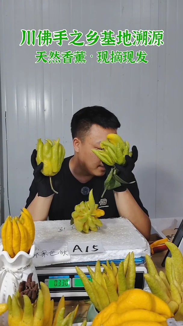 柑橘一物一拍  高山川佛手柑鲜果A15（断枝不售后）