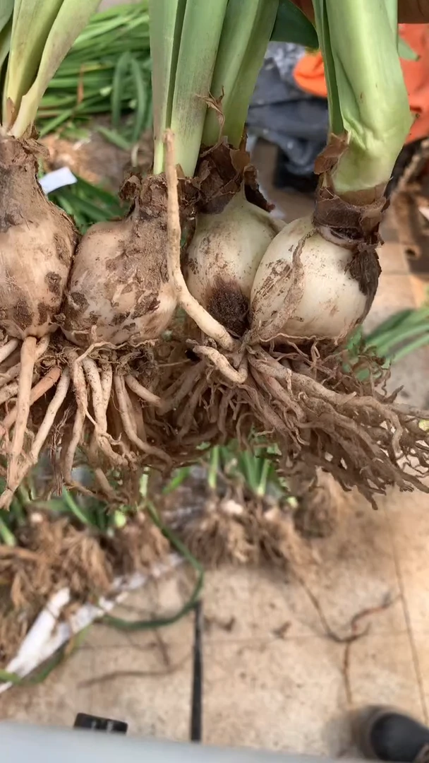 当前无花栽培后可以开花汤姆双胞胎（2）