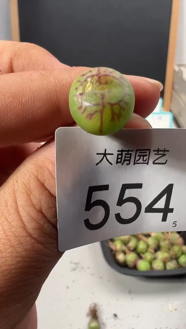 【闪购商品】++++554