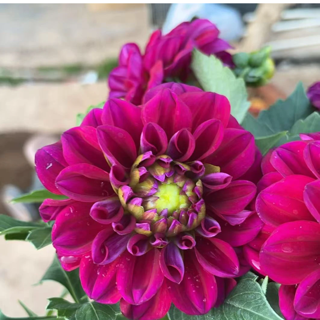 红色奔跑 大丽花盆栽大花型花卉四季开花阳台庭院观花植物