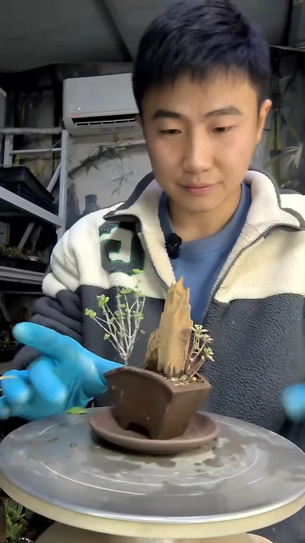 辗**侧中青园艺一物一拍花120