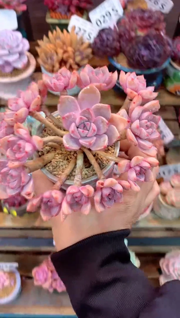 039S（一物一拍，精品多肉，所见即所得 ）