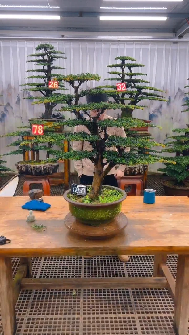 无花朵精品盆景直播间一物一拍