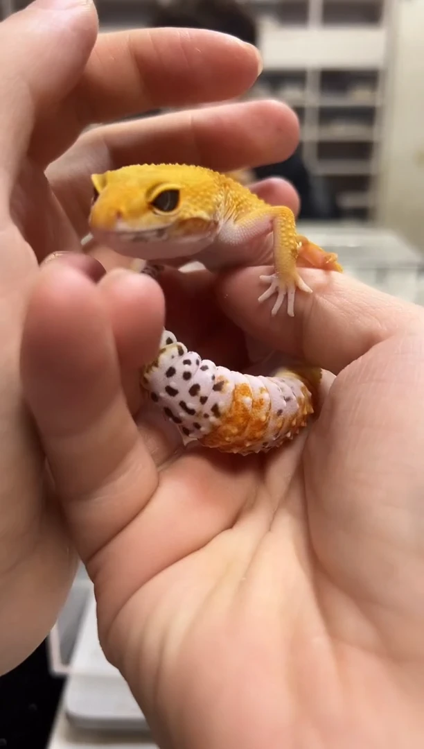 豹纹守宫54豹纹守宫