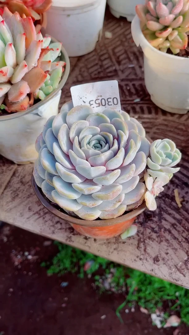 哇*跃跃精品多肉03053